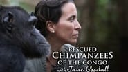 Rescued Chimpanzees of the Congo with Jane Goodall  