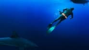 L'invasion des requins-bouledogues wallpaper 