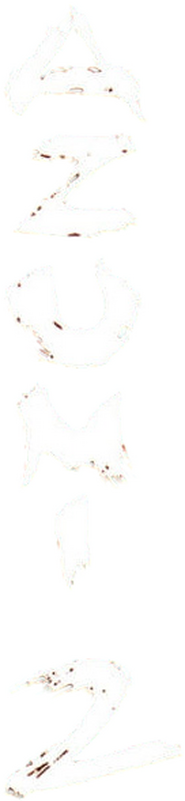 Logo of Azumi 2: Death or Love image size 136x589