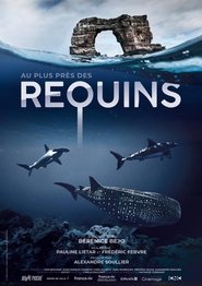 poster For the Love of Sharks