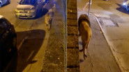 A Lion on the Prowl in town