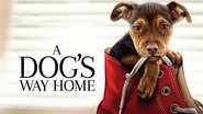 Backdrop of A Dog's Way Home image size 1280x720