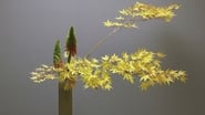 Ikebana wallpaper 