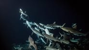 700 requins dans la nuit wallpaper 