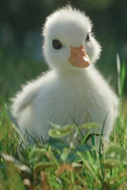 小鸭子的故事 小鸭子的故事