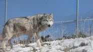 Backdrop of The First Canines image size 1920x1080
