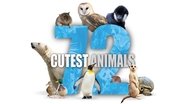 Backdrop of 72 Cutest Animals image size 1280x720