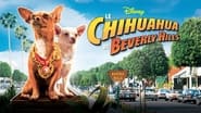 Le Chihuahua de Beverly Hills wallpaper 