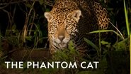 Backdrop of The Phantom Cat: Jaguar image size 1920x1080