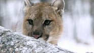 Puma, le fantôme du Gévaudan wallpaper 