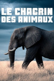 poster Le chagrin des animaux : mythe ou réalité ?