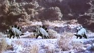 La planète des dinosaures wallpaper 