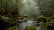 Japan: Yakushima — The Enchanted Forest