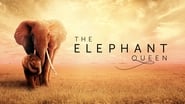 The Elephant Mother wallpaper 