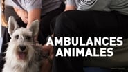 Ambulances animales  