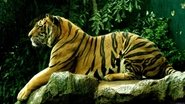 Wild Asia  