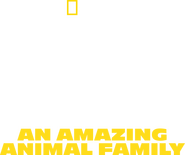 Logo of Big Cats: An Amazing Animal Family image size 1293x1080