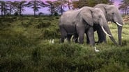 Les secrets des éléphants  