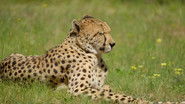 Chatty Cheetah