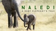 Backdrop of Naledi: A Baby Elephant's Tale image size 1280x720