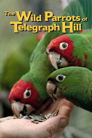 The Wild Parrots of Telegraph Hill Poster