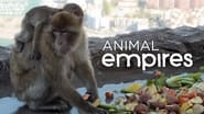 Animal Empires  