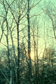 poster Winter Light