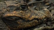 Gabon : dans les grottes des crocodiles orange wallpaper 