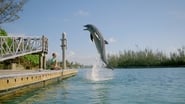 Dolphin Kick wallpaper 
