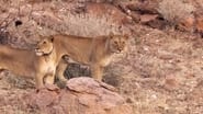 Natural World: Desert Lions wallpaper 