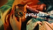 Petunia wallpaper 