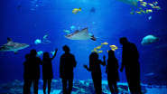 The Aquarium  