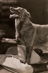 poster The Hound of Silver Creek