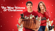 Neuf chatons pour Noël wallpaper 