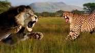 Cat Wars: Lion vs. Cheetah wallpaper 