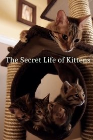 Poster of The Secret Life of Kittens image size 960x1440