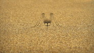 The mosquito of the caribbean