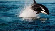 Orca Vs. Great White wallpaper 