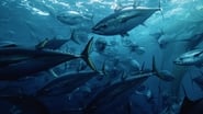 Seaspiracy : La pêche en question wallpaper 