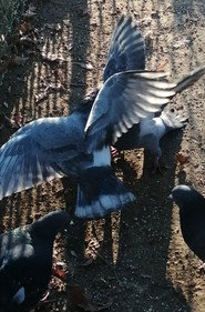 poster I Saw Mockingbirds laughing under the sun of Valence