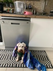 poster A Dogs Day