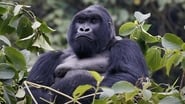 Mountain Gorilla wallpaper 