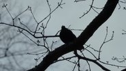 Backdrop of A Blackbird Sat on a Branch image size 2821x1587