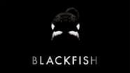 Blackfish wallpaper 