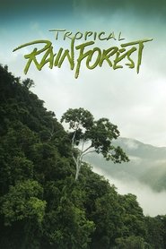 poster Tropical Rainforest