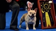 The National Dog Show  