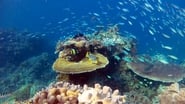 Fascinante barrière de corail  