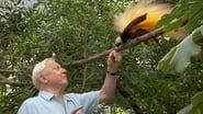 Attenborough's Paradise Birds wallpaper 