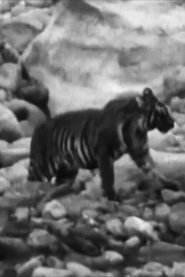 poster Wandering Tigers in North India