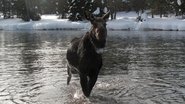 Meilleur espoir animal wallpaper 